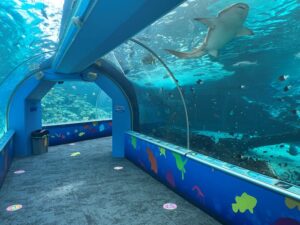 20200710 ReefHQ Snuggles Swimming Great Barrier Reef Aquarium - Townsville - Queensland - Australia
